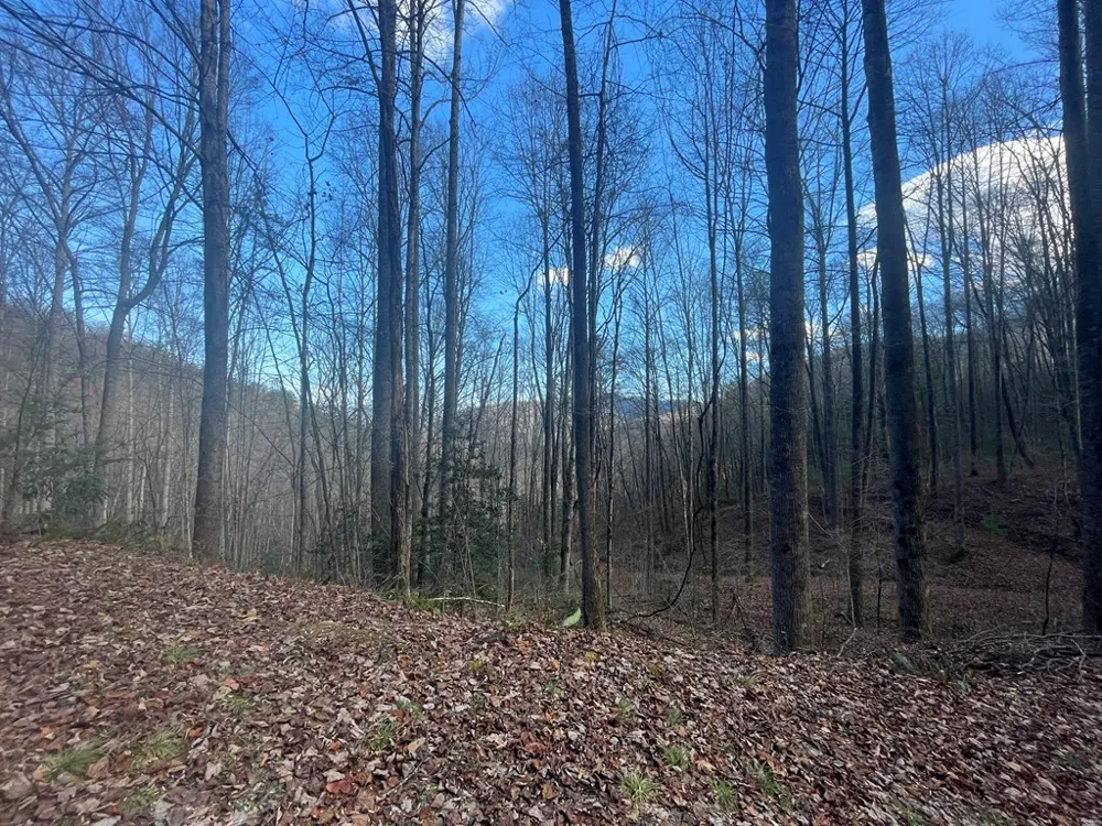 Wild Turkey Drive Sylva, NC 28779