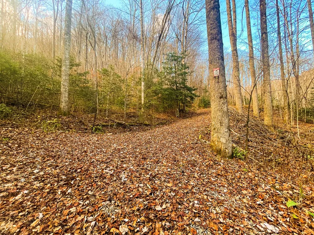Wild Turkey Drive Sylva, NC 28779