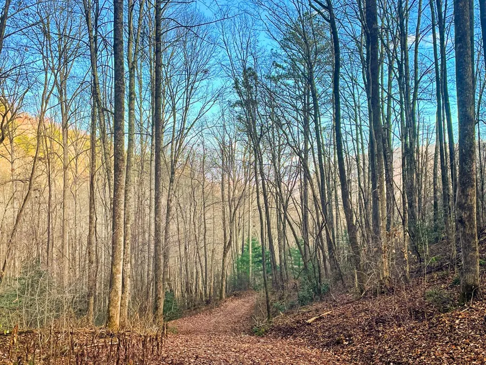 Wild Turkey Drive Sylva, NC 28779