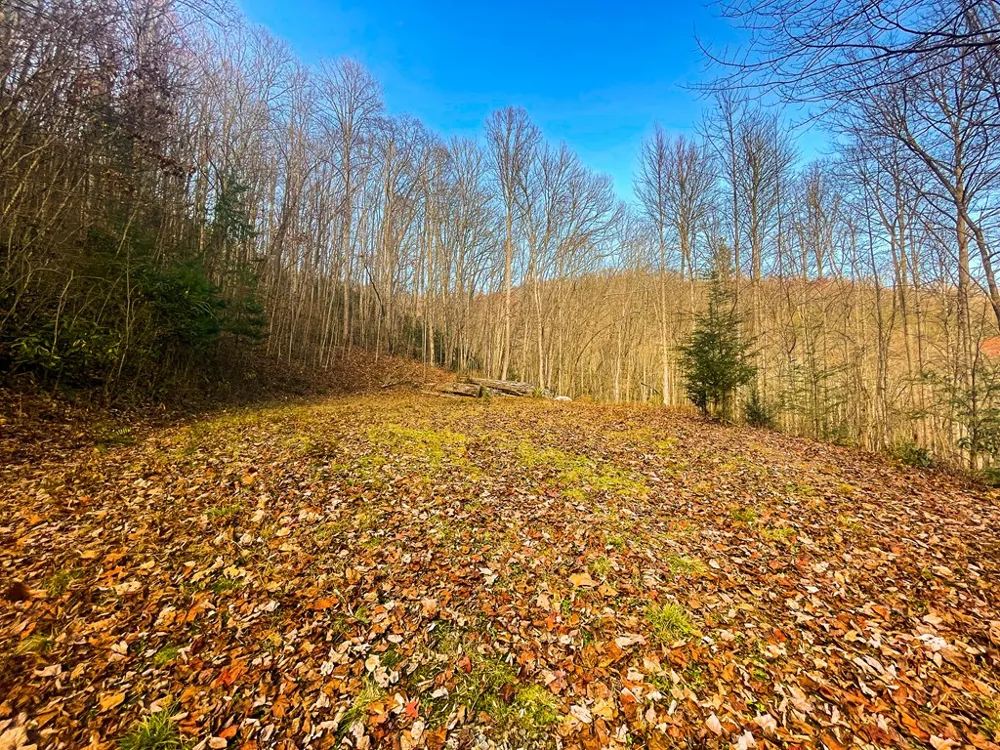 Wild Turkey Drive Sylva, NC 28779