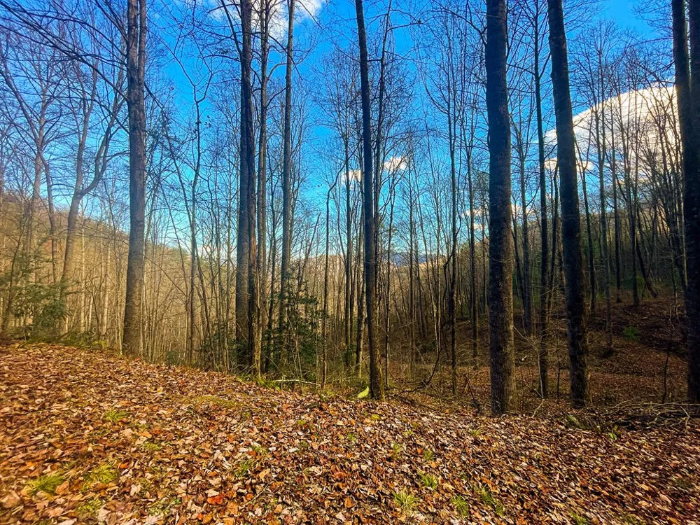 Wild Turkey Drive Sylva, NC 28779