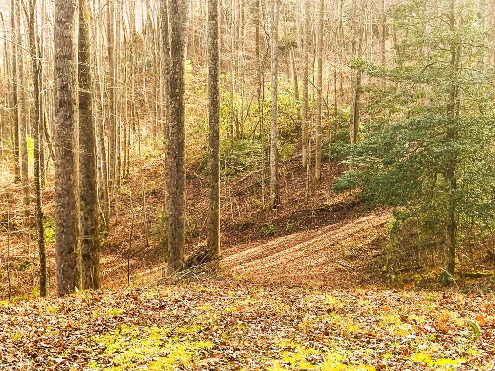 Wild Turkey Drive Sylva, NC 28779