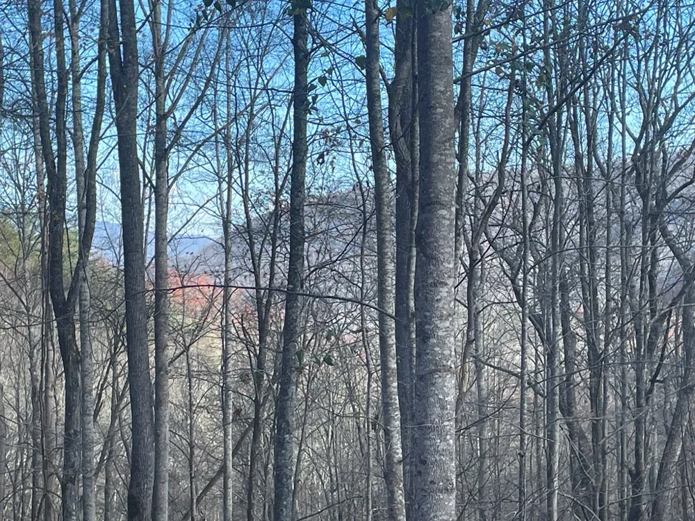 Wild Turkey Drive Sylva, NC 28779