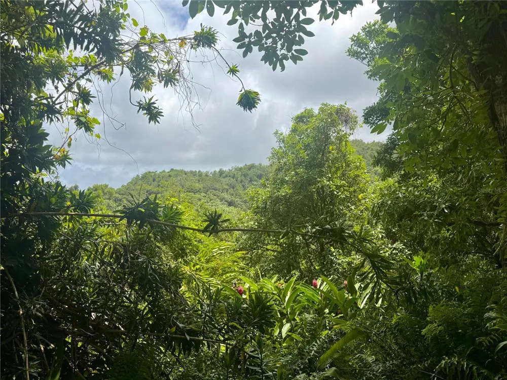 Carr 992 KM.HM 5 Luquillo, PR 00773