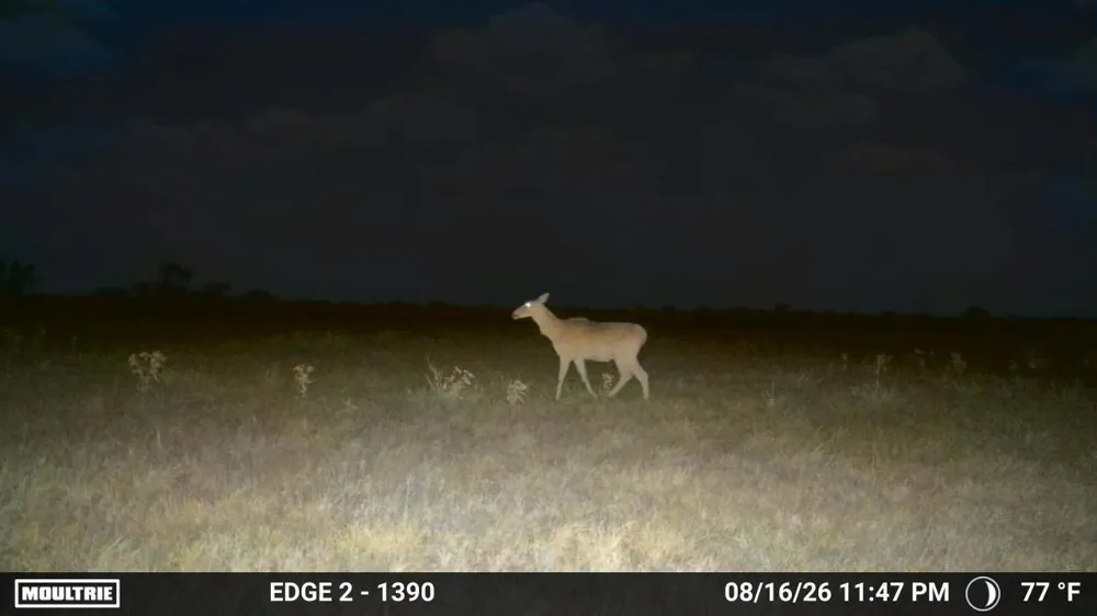 S Hwy 281 Encino, TX 78353