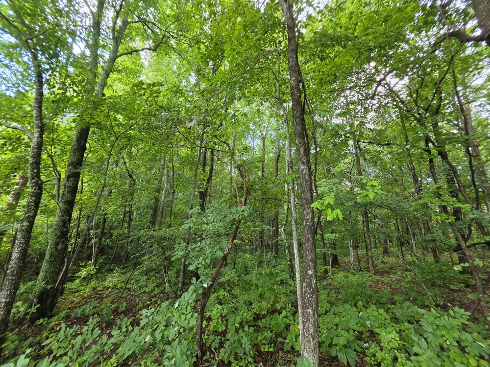12 Valley View Drive Altamont, TN 37301