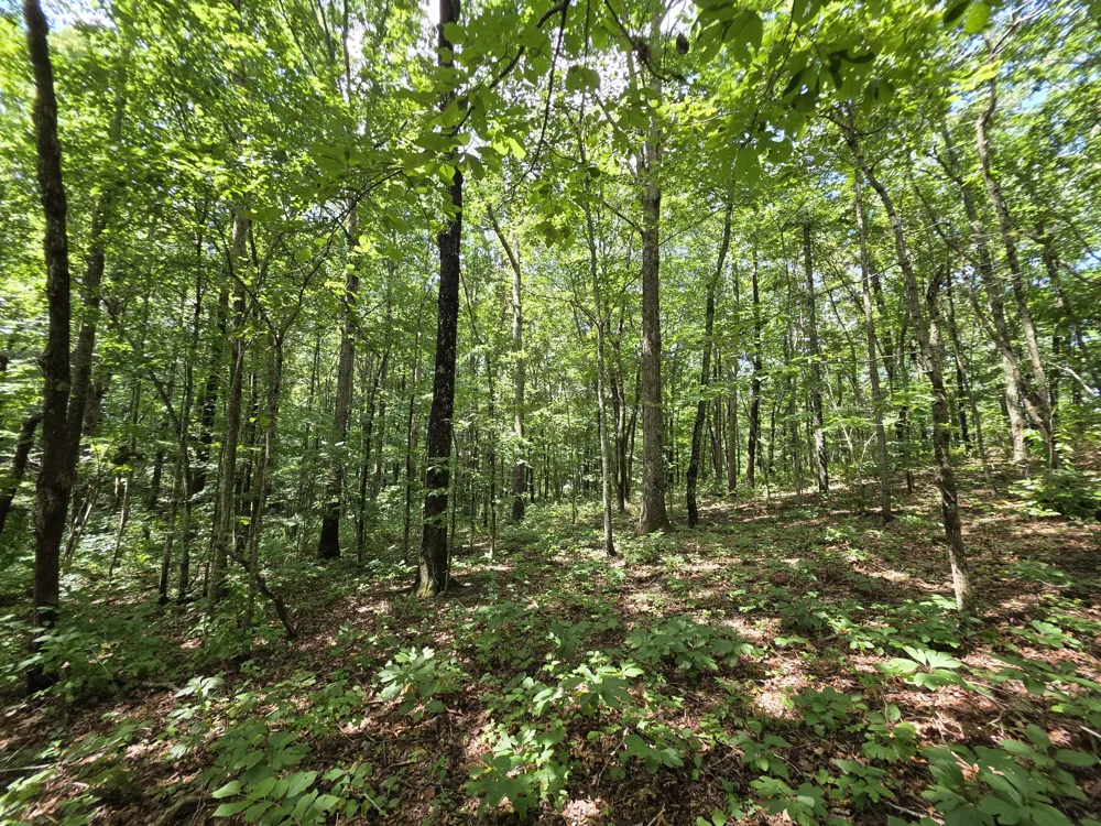12 Valley View Drive Altamont, TN 37301