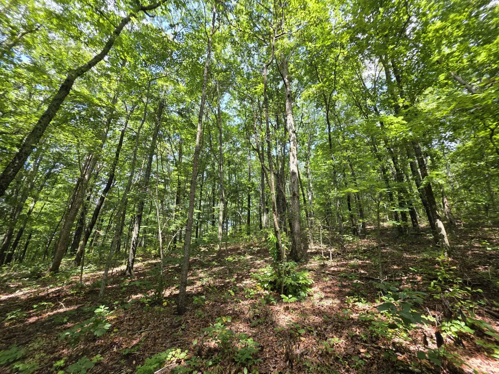 12 Valley View Drive Altamont, TN 37301