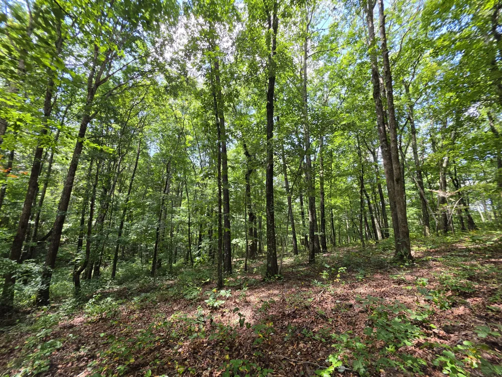 12 Valley View Drive Altamont, TN 37301