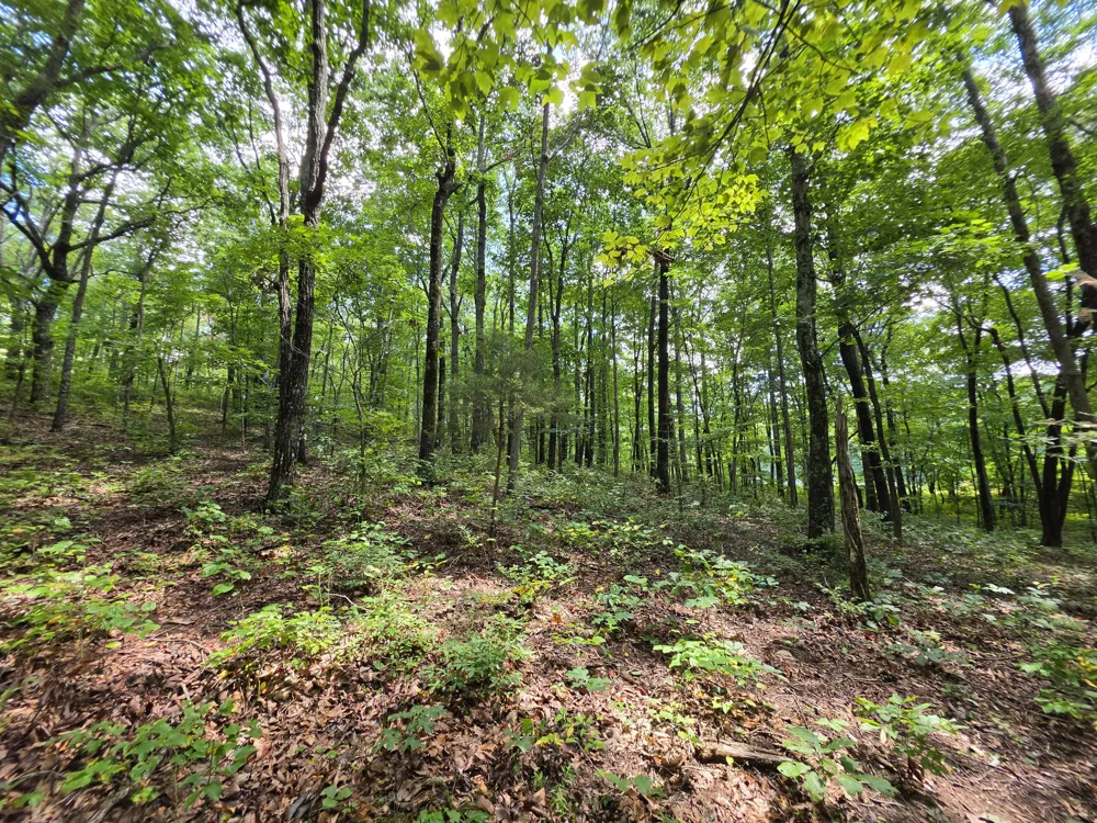 12 Valley View Drive Altamont, TN 37301