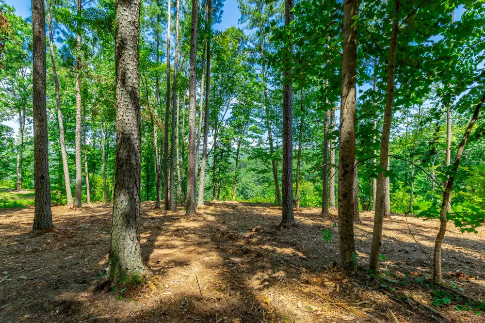 Birds Eye Way Guild, TN 37340