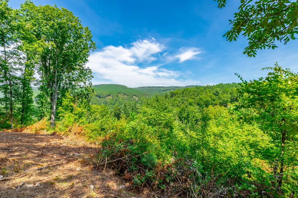 Birds Eye Way Guild, TN 37340