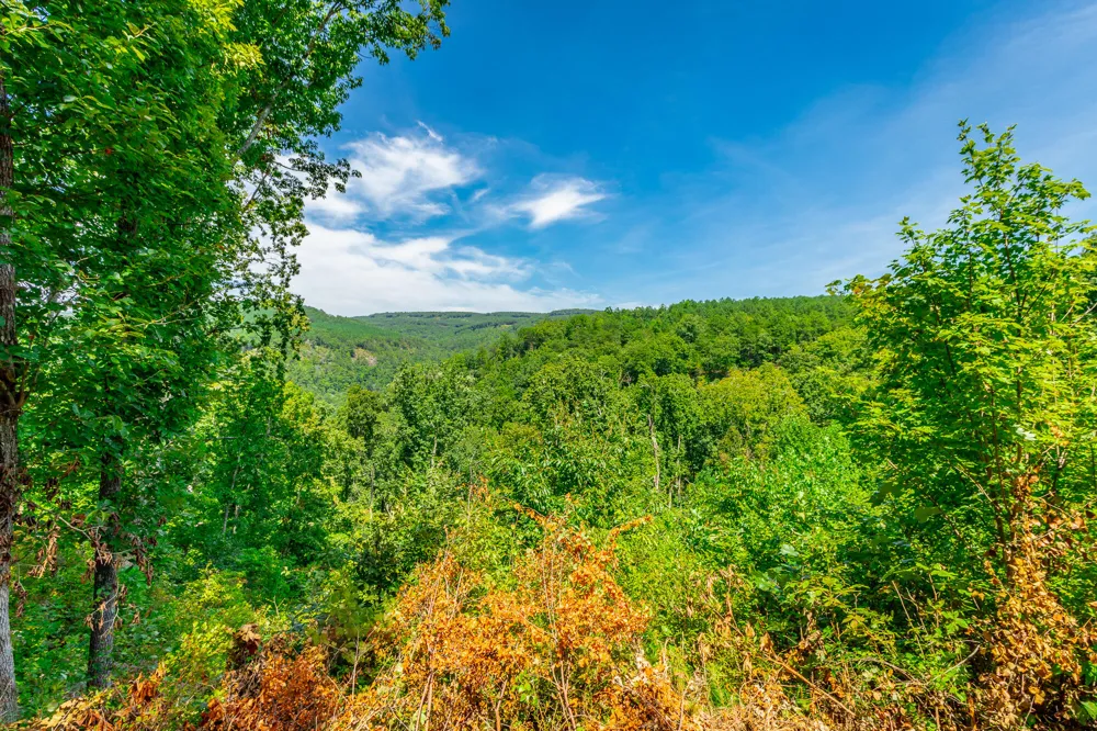 Birds Eye Way Guild, TN 37340