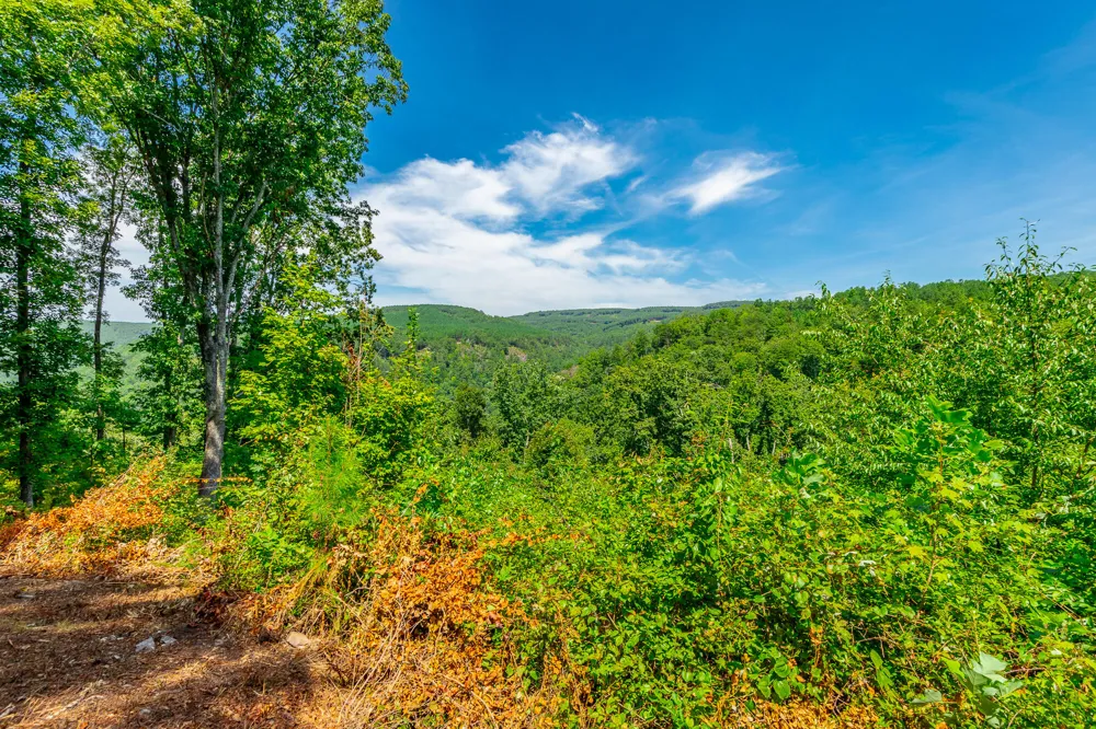 Birds Eye Way Guild, TN 37340