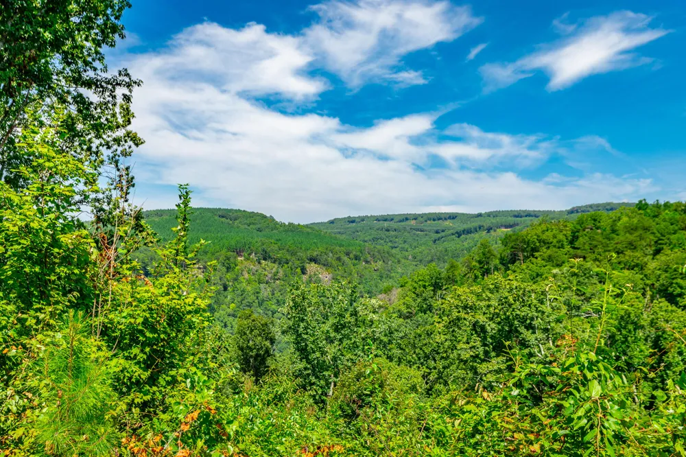 Birds Eye Way Guild, TN 37340