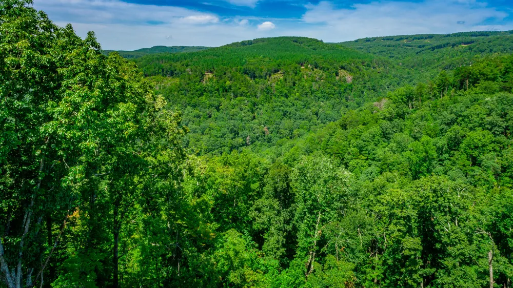 Birds Eye Way Guild, TN 37340
