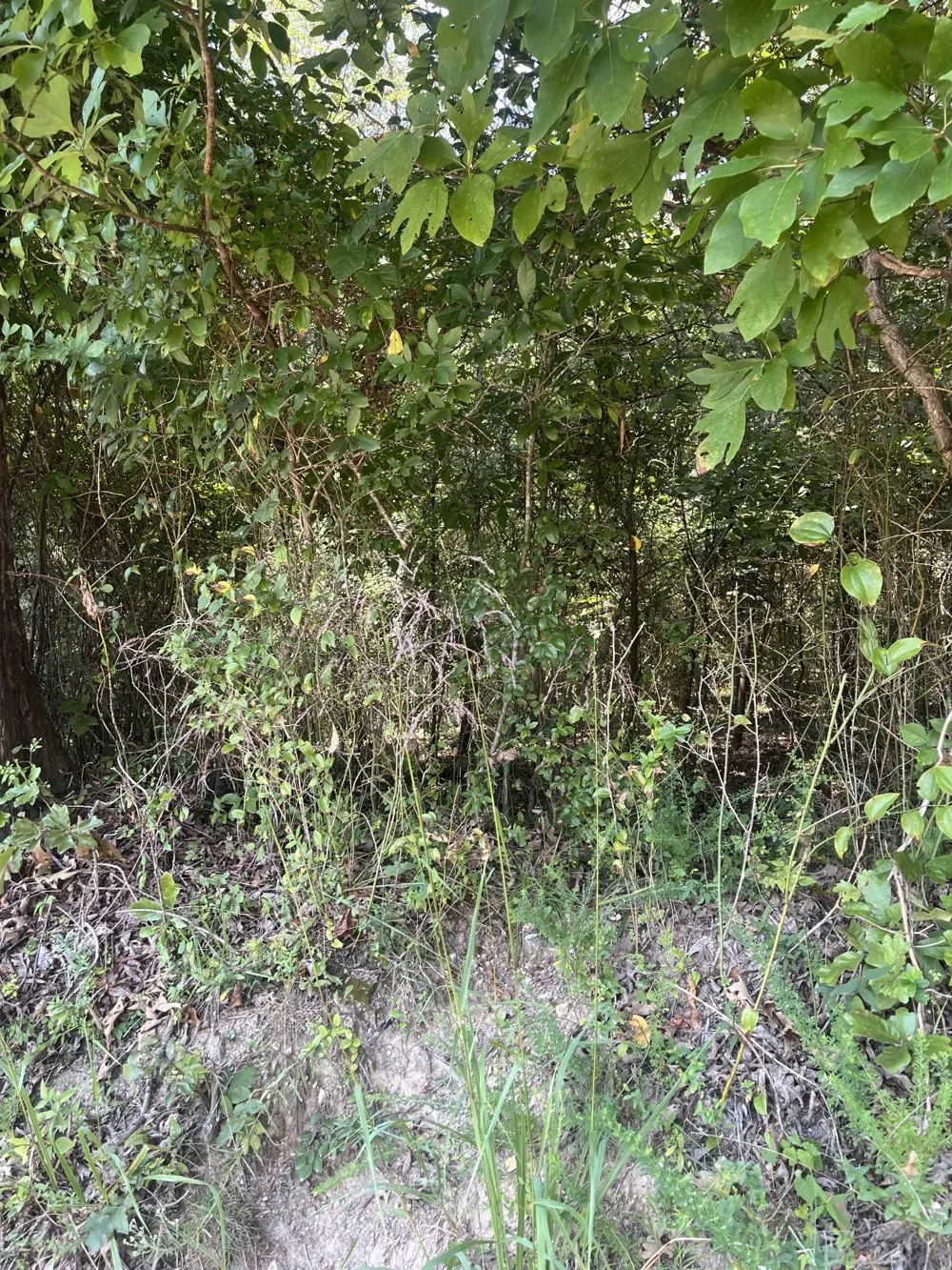 0 Sierra Drive Dayton, TN 37321