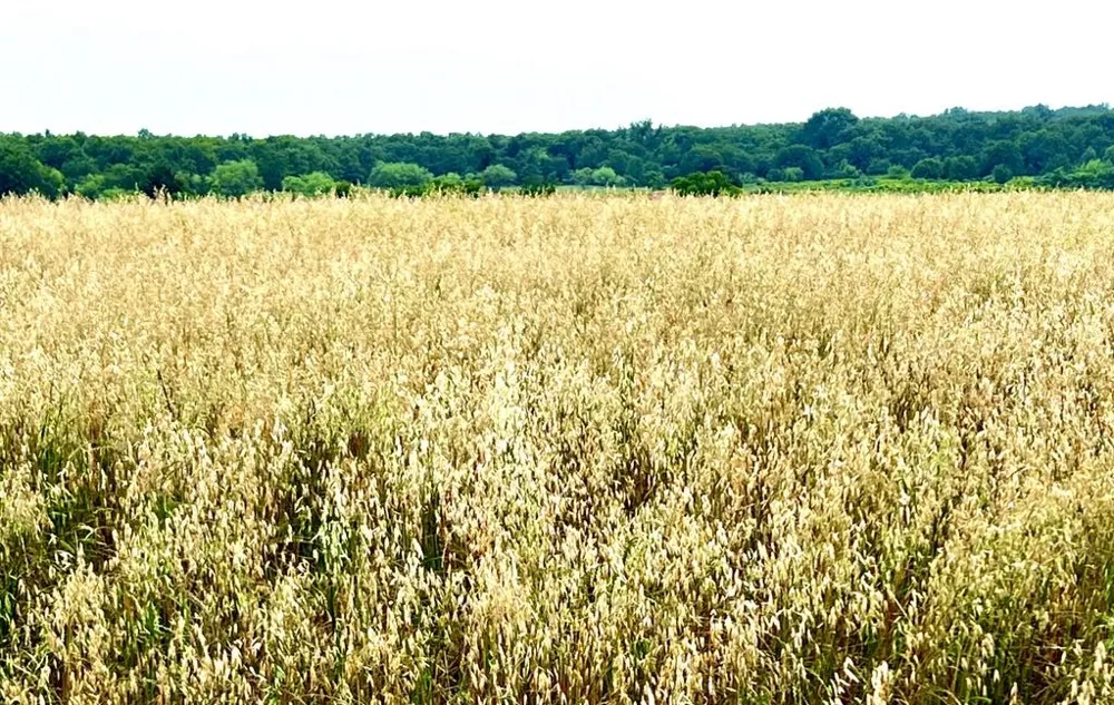 1179 County Road 1990 Chico, TX 76431