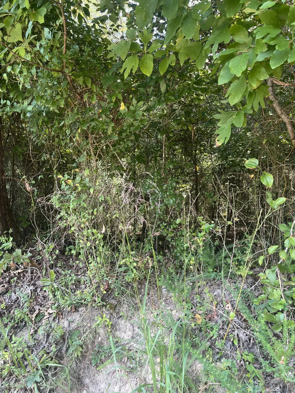 Sierra Drive Dayton, TN 37321