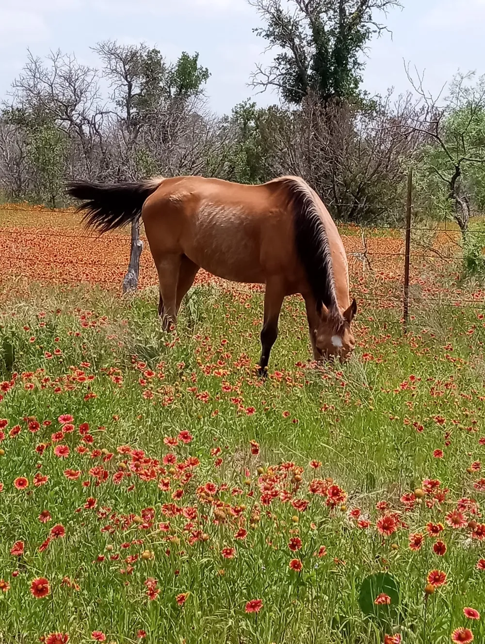 9486 Coppic Ranch Road Brownwood, TX 76801