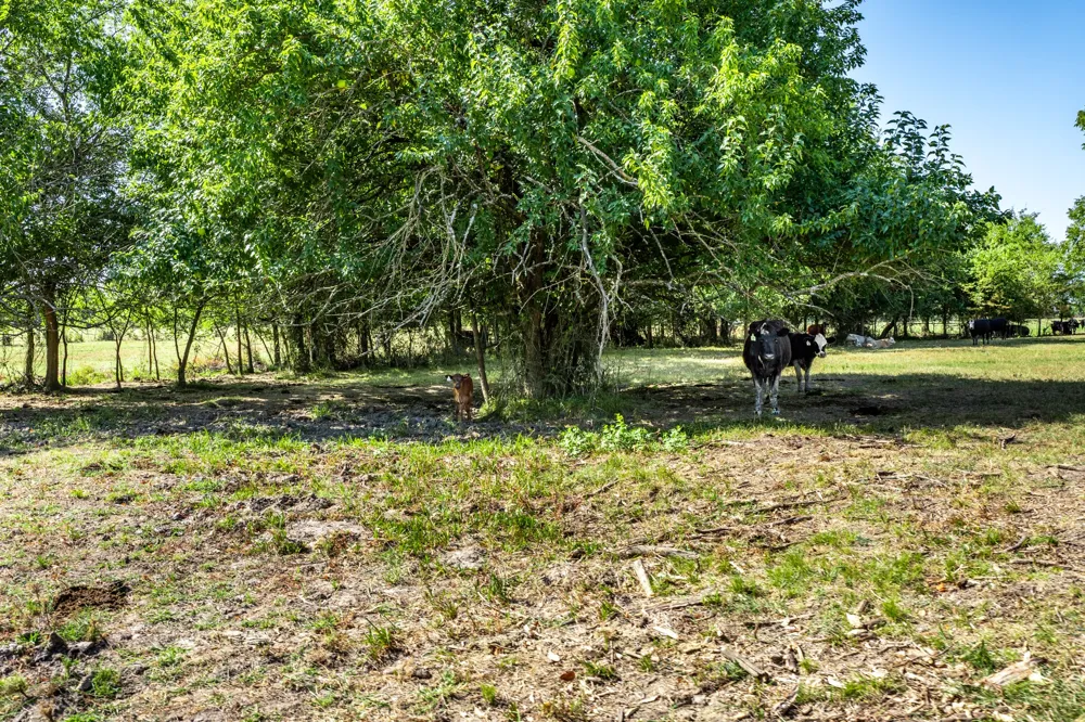 229 County Road 4733 Cumby, TX 75433