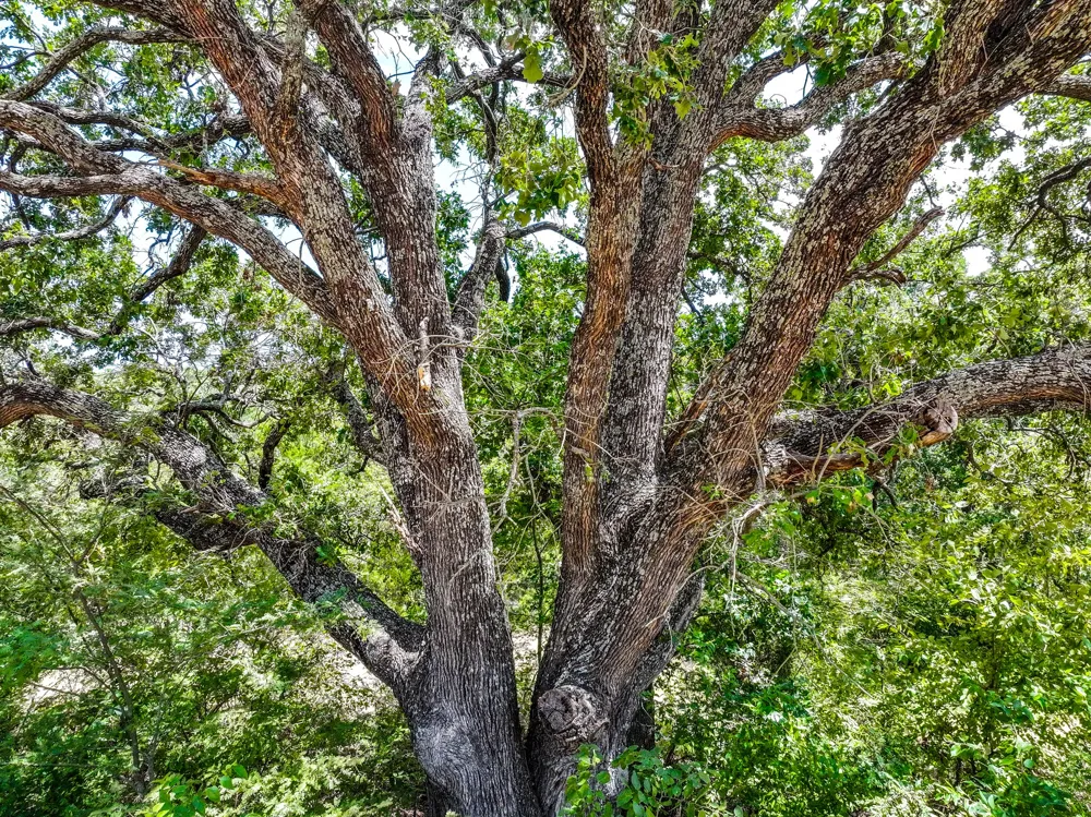 County Road 2615 Ivanhoe, TX 75447