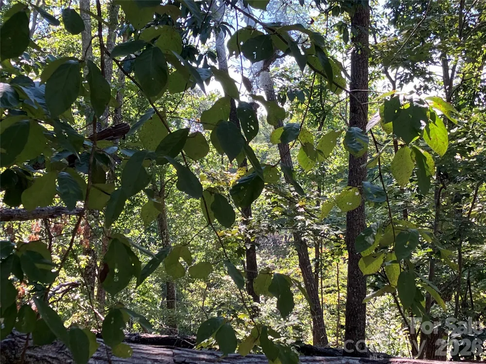00 Tyler Terrace #Lot 11 Rutherfordton, NC 28139