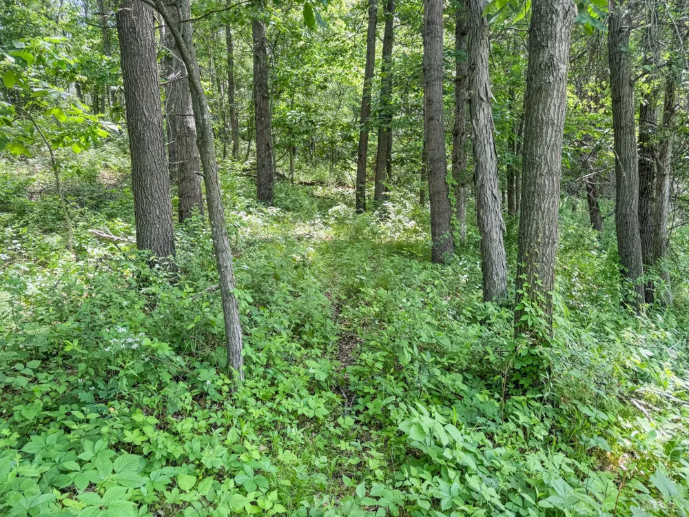 00 Dopp Ettrick, WI 54627