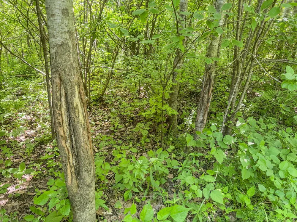 00 Dopp Ettrick, WI 54627