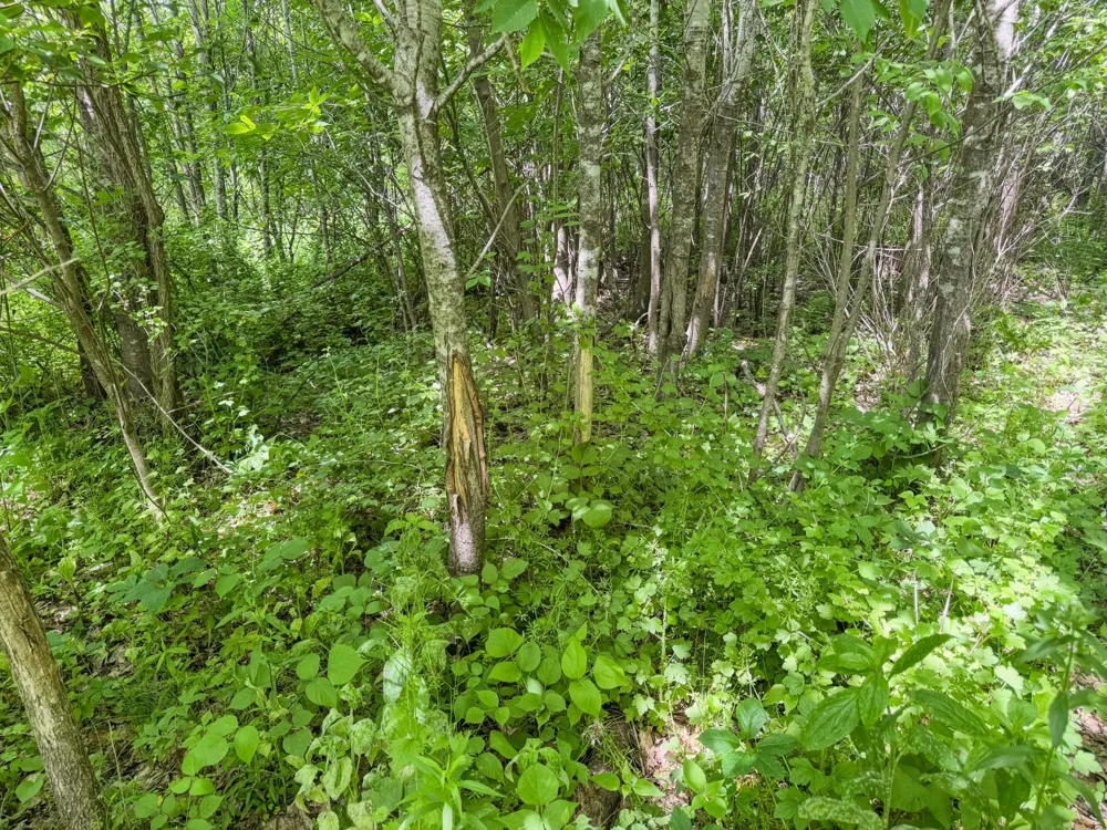 00 Dopp Ettrick, WI 54627