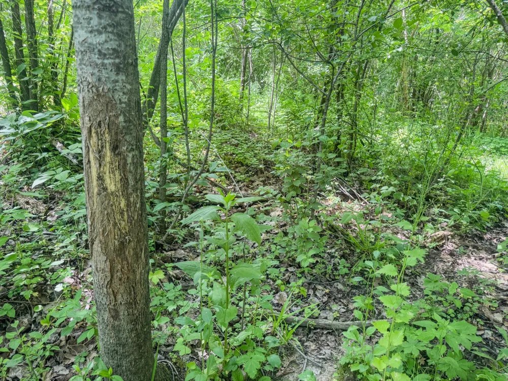 00 Dopp Ettrick, WI 54627