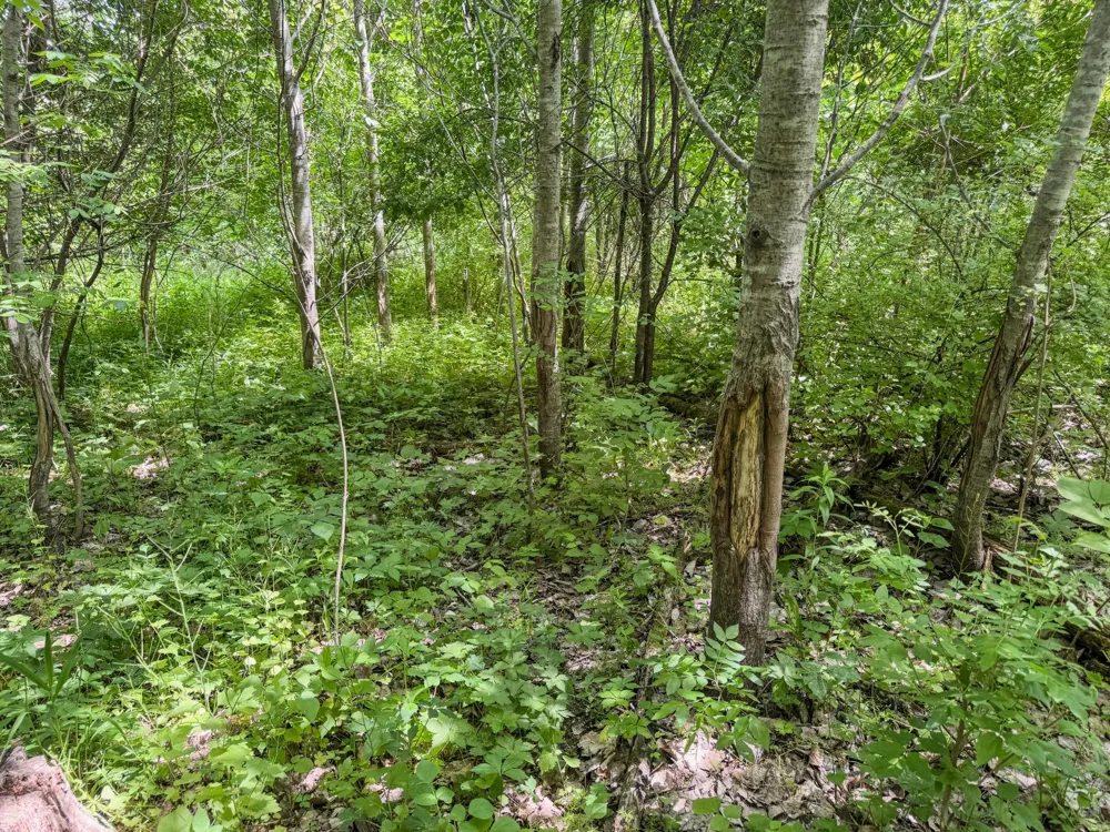 00 Dopp Ettrick, WI 54627