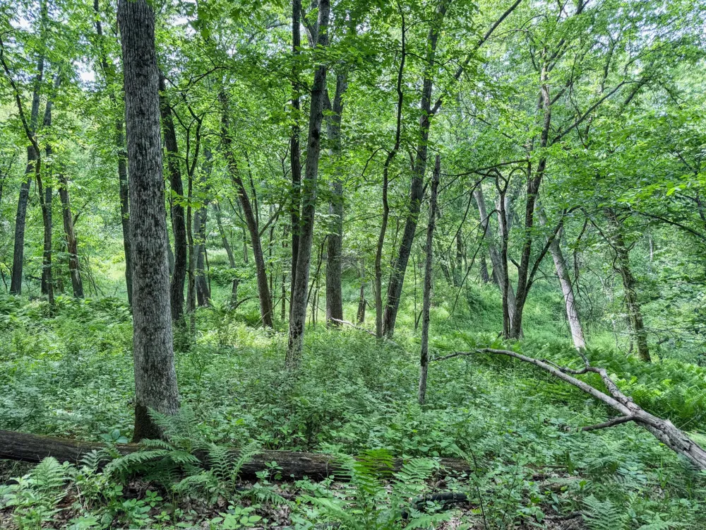 00 Dopp Ettrick, WI 54627