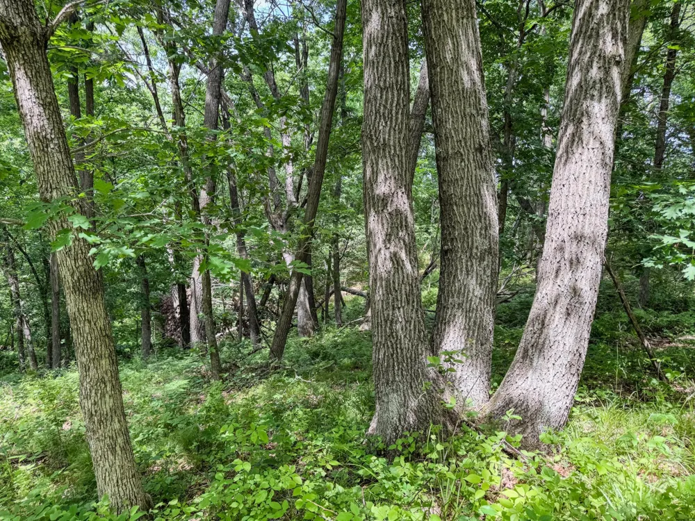 00 Dopp Ettrick, WI 54627