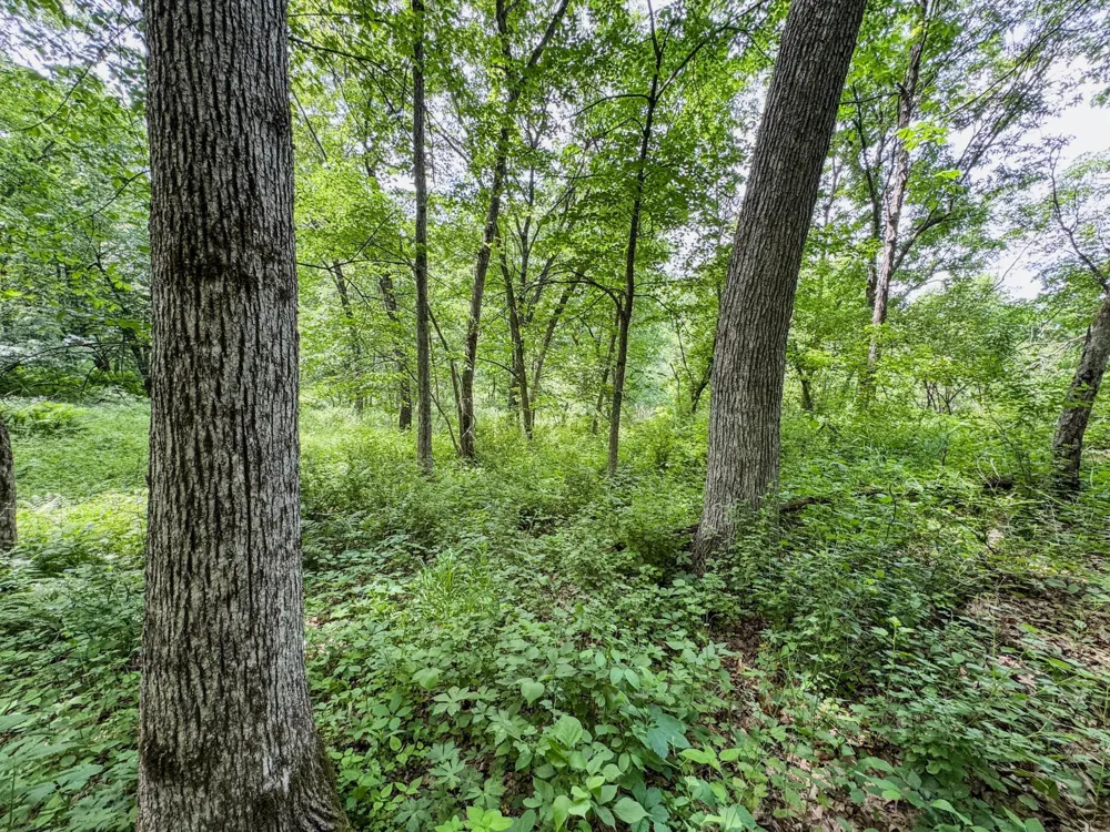 00 Dopp Ettrick, WI 54627