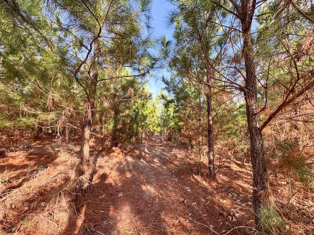 4 County Road 4245 De Kalb, TX 75559