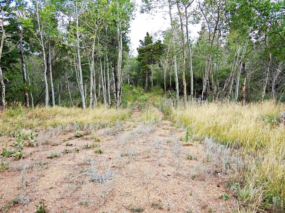 171 Spokane Court Red Feather Lakes, CO 80545