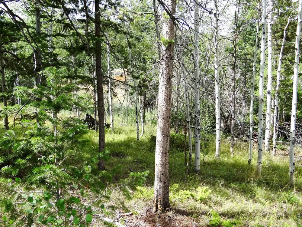 171 Spokane Court Red Feather Lakes, CO 80545