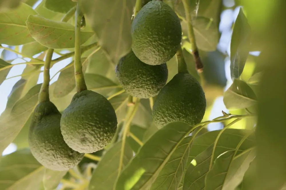 148 Monterey Street Brisbane, CA 94005