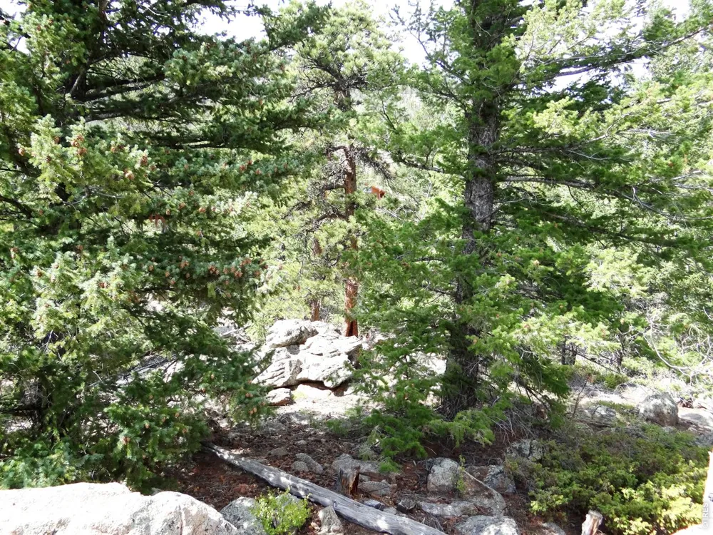 115 Wenro Court Red Feather Lakes, CO 80545