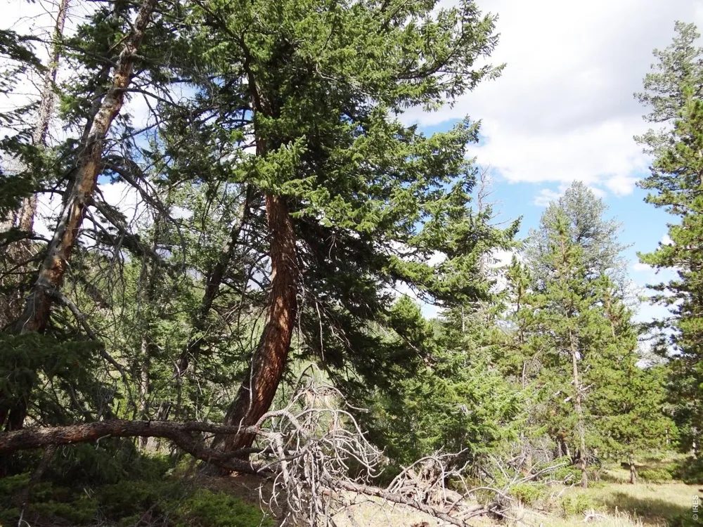 115 Wenro Court Red Feather Lakes, CO 80545