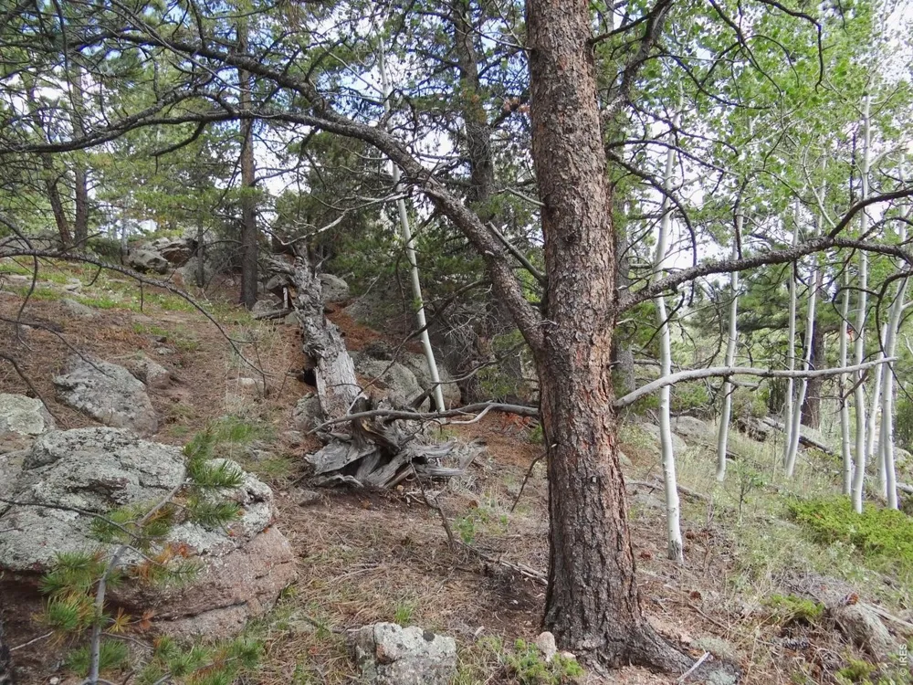 115 Wenro Court Red Feather Lakes, CO 80545