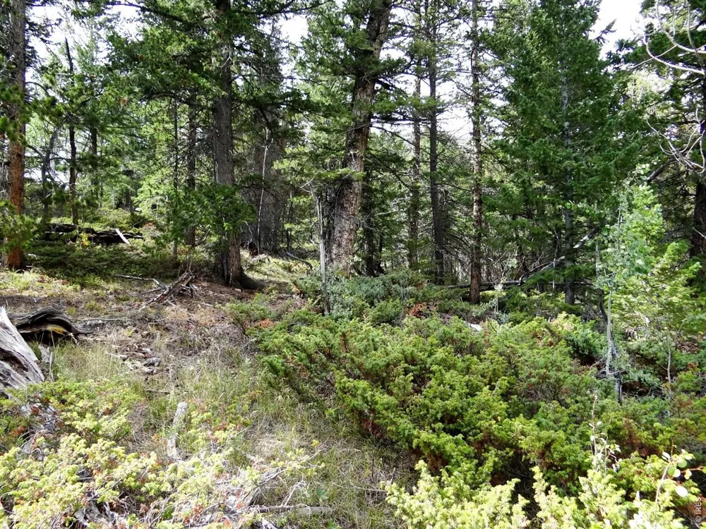 115 Wenro Court Red Feather Lakes, CO 80545
