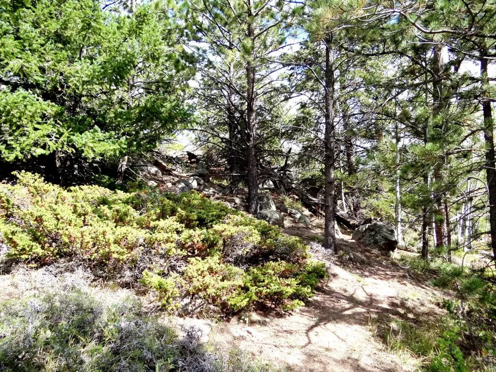 115 Wenro Court Red Feather Lakes, CO 80545