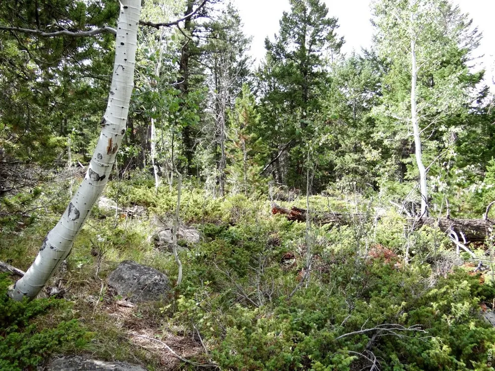 115 Wenro Court Red Feather Lakes, CO 80545