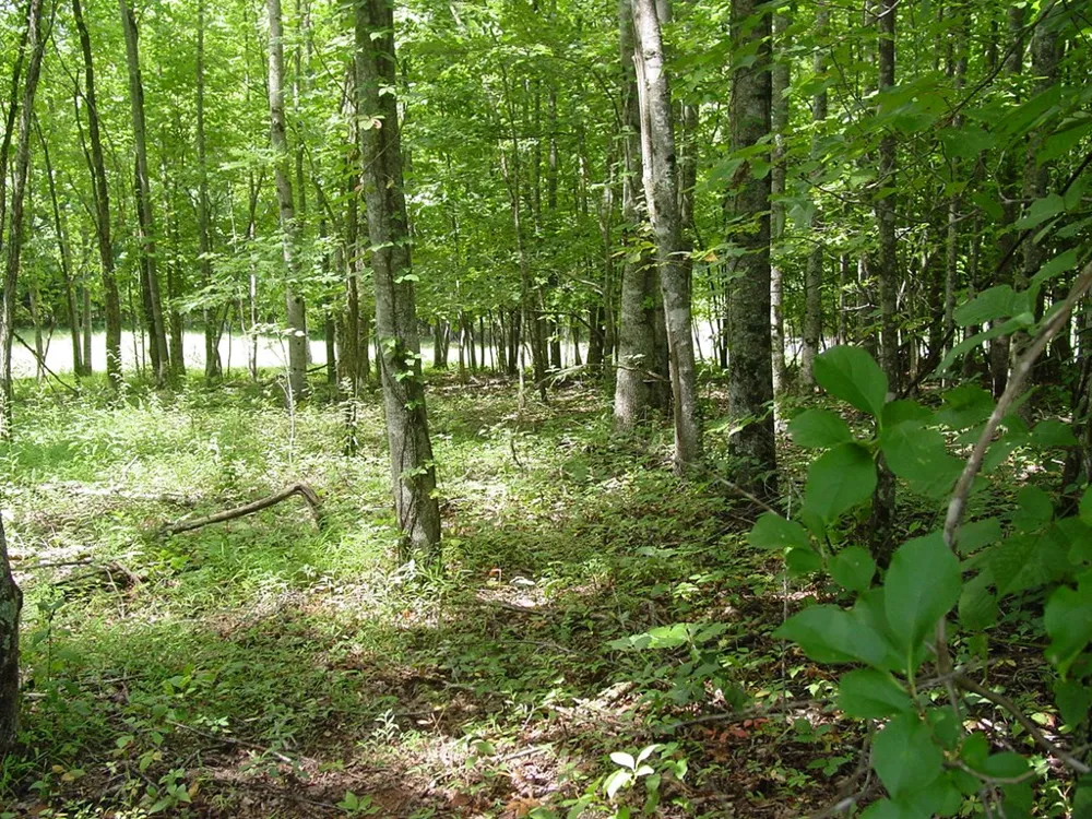 #13 Dan Knob Hayesville, NC 28904