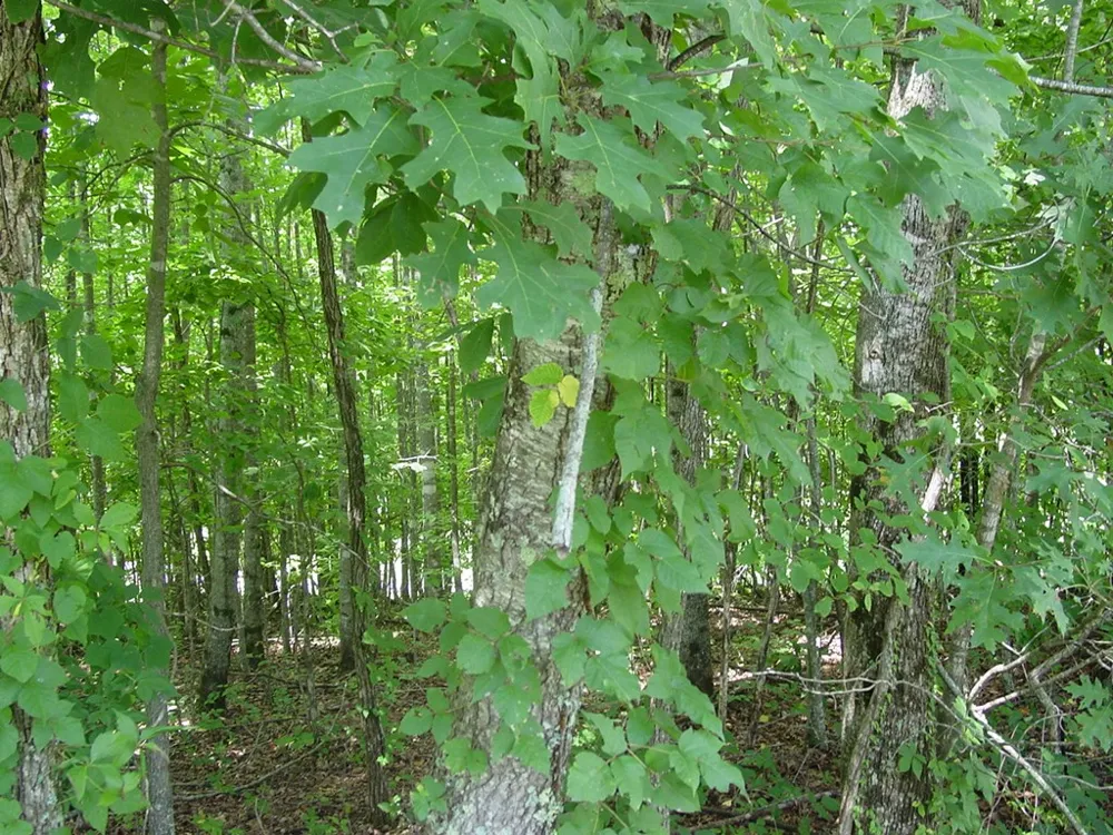 #13 Dan Knob Hayesville, NC 28904