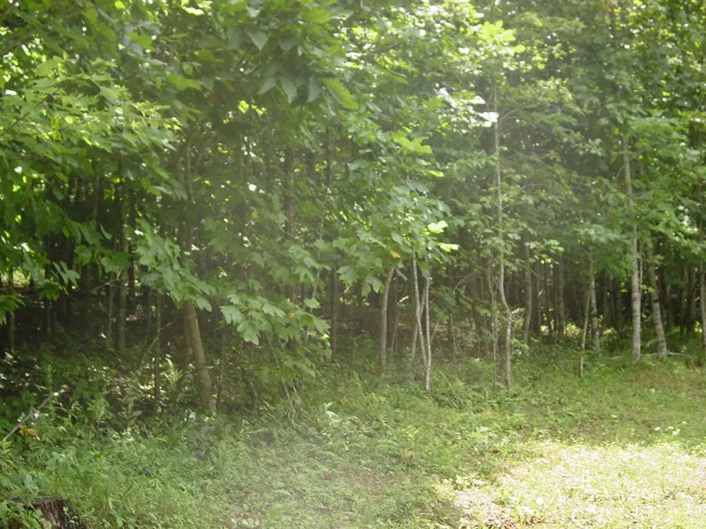 #13 Dan Knob Hayesville, NC 28904