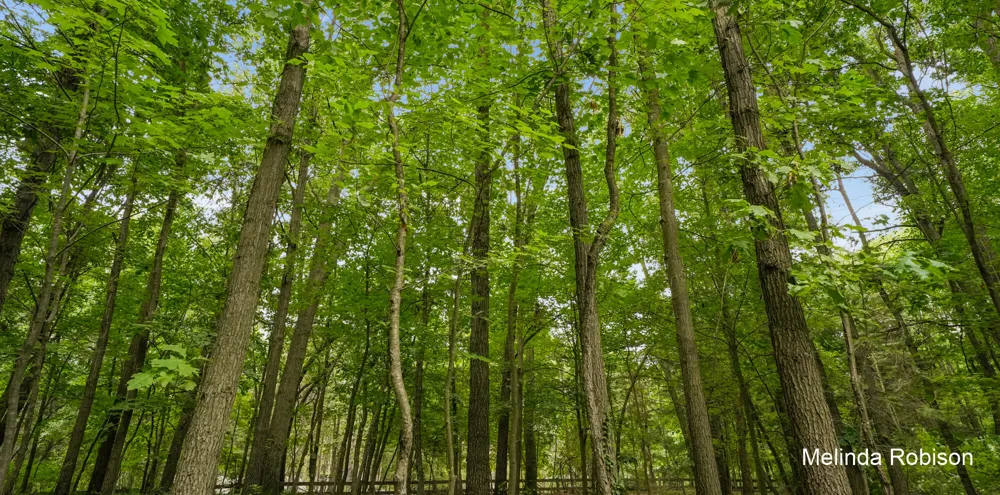 11020 Crawford Lake Trail Oakfield Township, MI 49319