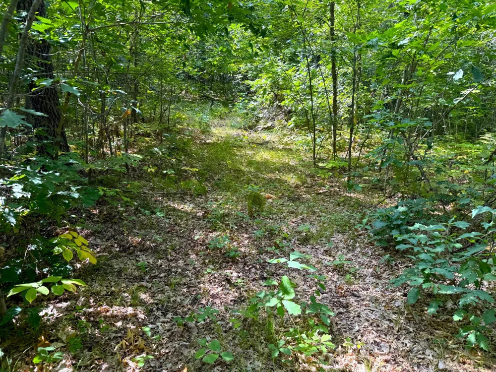 W9XXX Webb Lake Drive Trego, WI 54888